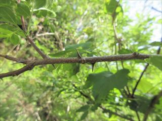 イヌザンショウ